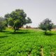 TERRAIN BIEN PLACE A KOUNOUNE CITE HAWA DIA